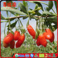 Zero pesticide goji berry goji berries dry goji berry with from ningxia